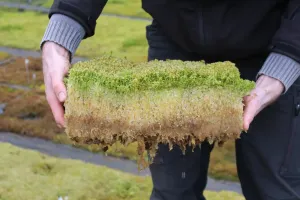 Torfmoosrasen © Greta Gaudig