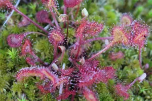 Sonnentau © Greta Gaudig