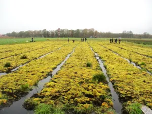 Torfmoos-Paludikultur im Barver Moor