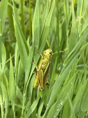 Sumpfheuschrecke (Stethophyma grossum) © Greta Gaudig