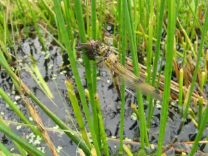 Vierfleck  (Libellula quadrimaculata) im Schlupf im Hankhauser Moor © Jana Packmor
