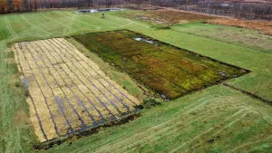 Torfmoos-Paludikultur im Barver Moor