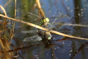 Libellen © Greta Gaudig